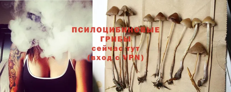 Псилоцибиновые грибы Psilocybine cubensis  Тавда 